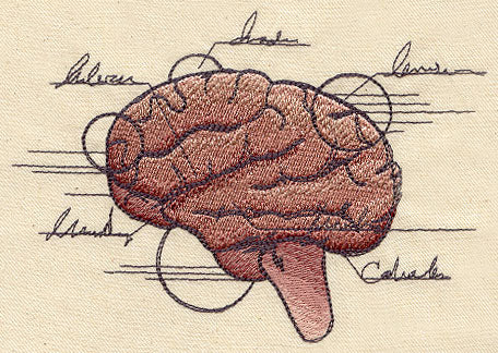 Anatomical Brain - Image 3