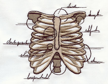 Anatomical Ribcage - Image 3