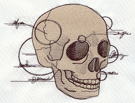 Anatomical Skull - Image 3