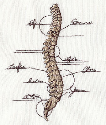 Anatomical Spine - Image 3
